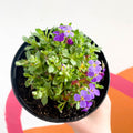 Rock Cress - Aubrieta Deltoidea 'Blaumeise' - British Grown Evergreen Perennial Alpine - Sprouts of Bristol