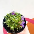 Rock Cress - Aubrieta Deltoidea 'Blaumeise' - British Grown Evergreen Perennial Alpine - Sprouts of Bristol