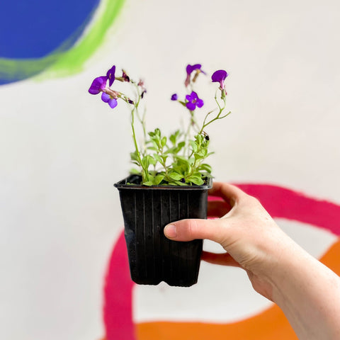 Rock Cress - Aubrieta gracilis 'Chianti' - British Grown Evergreen Perennial Alpine - Sprouts of Bristol