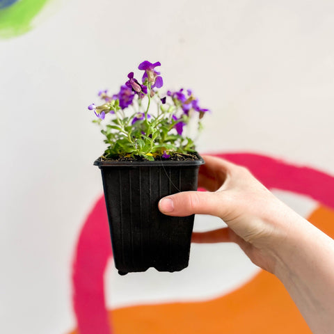 Rock Cress - Aubrieta gracilis 'Glacier Blue' - British Grown Evergreen Perennial Alpine - Sprouts of Bristol