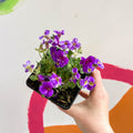 Rock Cress - Aubrieta gracilis 'Glacier Blue' - British Grown Evergreen Perennial Alpine - Sprouts of Bristol