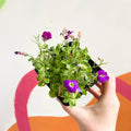 Rock Cress - Aubrieta gracilis 'Glacier Violet' - British Grown Evergreen Perennial Alpine - Sprouts of Bristol