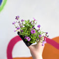 Rock Cress - Aubrieta hybrida 'Axcent Antique Rose' - British Grown Evergreen Perennial Alpine - Sprouts of Bristol