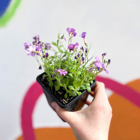 Rock Cress - Aubrieta hybrida 'Axcent Antique Rose' - British Grown Evergreen Perennial Alpine - Sprouts of Bristol