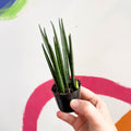 Rocket snake plant - sansevieria cylindrica - Sprouts of Bristol