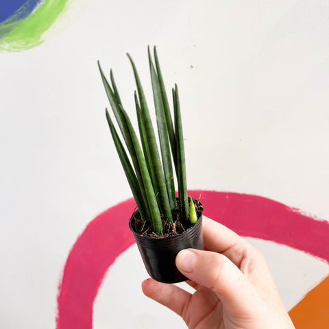 Rocket snake plant - sansevieria cylindrica - Sprouts of Bristol