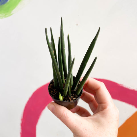 Rocket snake plant - sansevieria cylindrica - Sprouts of Bristol