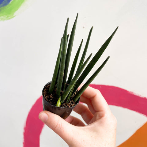 Rocket snake plant - sansevieria cylindrica - Sprouts of Bristol