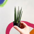 Rocket snake plant - sansevieria cylindrica - Sprouts of Bristol