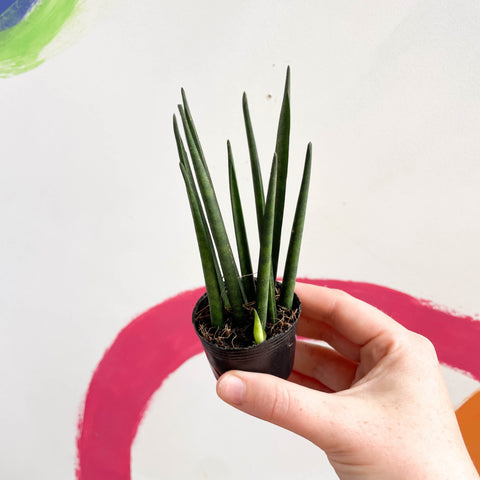Rocket snake plant - sansevieria cylindrica - Sprouts of Bristol