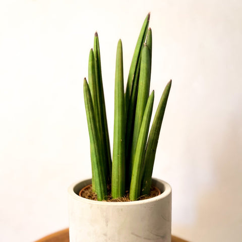 Rocket snake plant - sansevieria cylindrica - Sprouts of Bristol