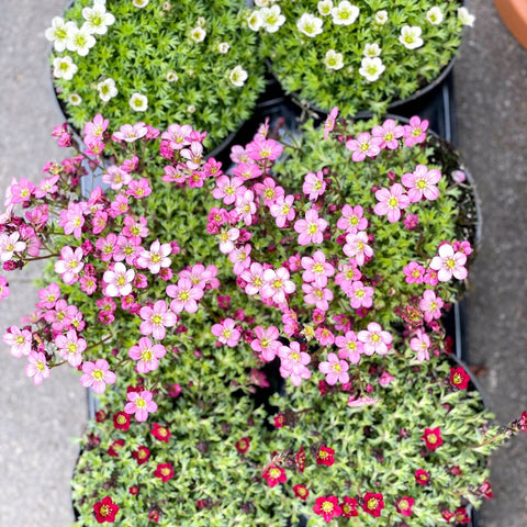 Rockfoils - Saxifraga x arendsii - Sprouts of Bristol