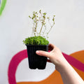 Rockfoils - Saxifraga x arendsii 'Alba' - British Grown Evergreen Perennial Alpine - Sprouts of Bristol