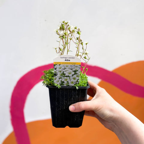Rockfoils - Saxifraga x arendsii 'Alba' - British Grown Evergreen Perennial Alpine - Sprouts of Bristol