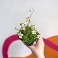Rockfoils - Saxifraga x arendsii 'Alba' - British Grown Evergreen Perennial Alpine - Sprouts of Bristol