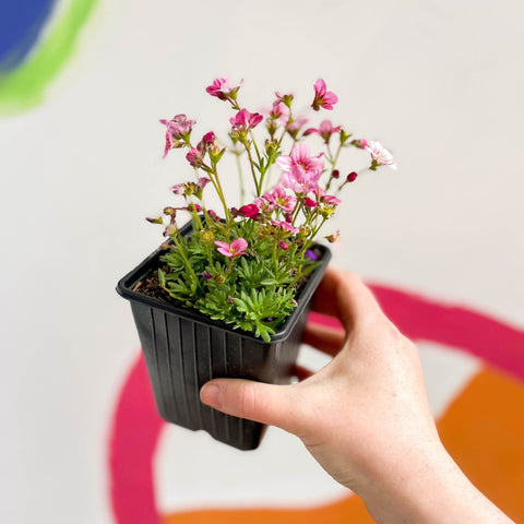 Rockfoils - Saxifraga x arendsii 'Alpino Pink' - British Grown Evergreen Perennial Alpine - Sprouts of Bristol