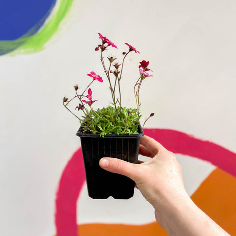 Rockfoils - Saxifraga x arendsii 'Alpino Red' - British Grown Evergreen Perennial Alpine - Sprouts of Bristol