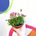 Rockfoils - Saxifraga x arendsii 'Marto Rose' - UK Evergreen Perennial Alpine - Sprouts of Bristol