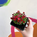 Rockfoils - Saxifraga x arendsii 'Touran Deep Red' - British Grown Evergreen Perennial Alpine - Sprouts of Bristol
