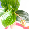 Rose Grape - Medinilla lambada - Sprouts of Bristol