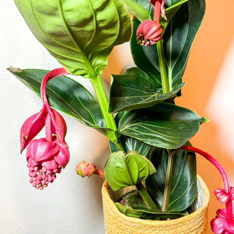 Rose Grape - Medinilla lambada 'Magnifica' - Sprouts of Bristol