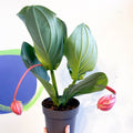 Rose Grape - Medinilla magnifica 'Flamenco' - Sprouts of Bristol