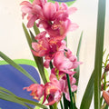 Rose Pink Boat Orchid - Cymbidium - Sprouts of Bristol