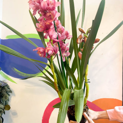 Rose Pink Boat Orchid - Cymbidium - Sprouts of Bristol