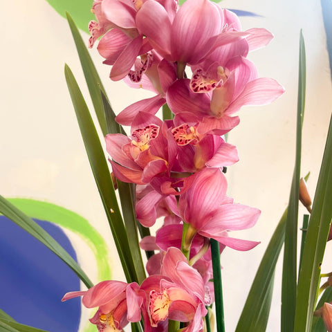 Rose Pink Boat Orchid - Cymbidium - Sprouts of Bristol