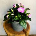 Rose Pink Busy Lizzie - Impatiens 'New Guinea' - Sprouts of Bristol