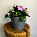 Rose Pink Busy Lizzie - Impatiens 'New Guinea' - Sprouts of Bristol