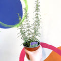 Rosemary - Rosmarinus officinalis 'Green Rosi' - UK Grown Culinary Herbs - Sprouts of Bristol