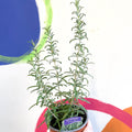 Rosemary - Rosmarinus officinalis 'Green Rosi' - UK Grown Culinary Herbs - Sprouts of Bristol