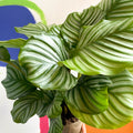 Round Leaf Calathea - Calathea orbifolia - British Grown - Sprouts of Bristol