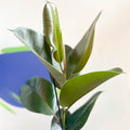 Rubber Plant - Ficus elastica 'Robusta' - Sprouts of Bristol