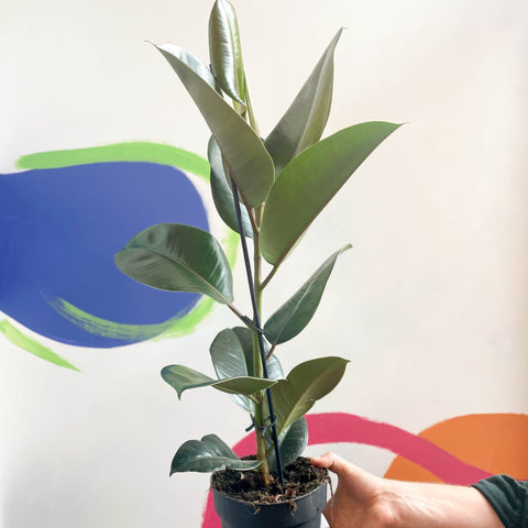 Rubber Plant - Ficus elastica 'Robusta' - Sprouts of Bristol