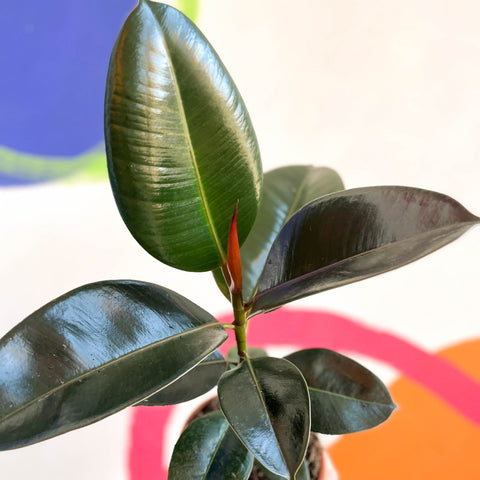 Rubber Tree - Ficus elastica 'Robusta' - British Grown - Sprouts of Bristol