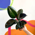 Rubber Tree - Ficus elastica 'Robusta' - British Grown - Sprouts of Bristol