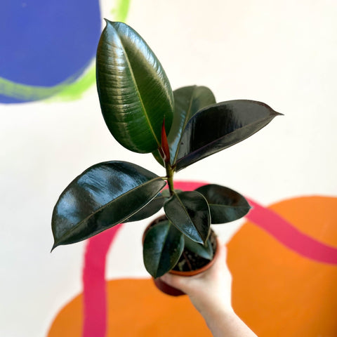 Rubber Tree - Ficus elastica 'Robusta' - British Grown - Sprouts of Bristol