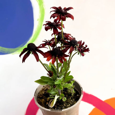 Rudbeckia 'Summerina Pumpernicklel' - Cotswold Grown Perennial - Sprouts of Bristol