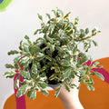 Sage - Salvia officinalis 'Tricolour' - British Grown Culinary Herbs - Sprouts of Bristol