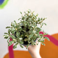 Sage - Salvia officinalis 'Tricolour' - British Grown Culinary Herbs - Sprouts of Bristol