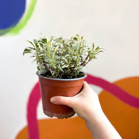 Sage - Salvia officinalis 'Tricolour' - British Grown Culinary Herbs - Sprouts of Bristol