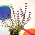 Sage - Salvia verticillata 'Purple Rain' - Cotswold Grown Perennial - Sprouts of Bristol