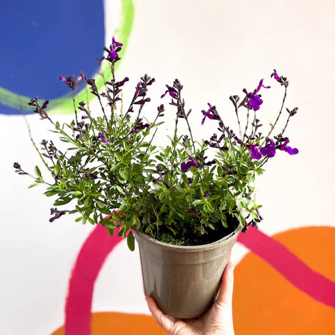 Salvia greggii 'Mirage Deep Purple' - Cotswold Grown Perennial - Sprouts of Bristol