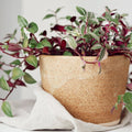 Sandstone UK Handmade Plant Pot - Sprouts of Bristol