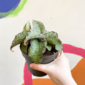 Sansevieria 'Green Star Granite' - Sprouts of Bristol