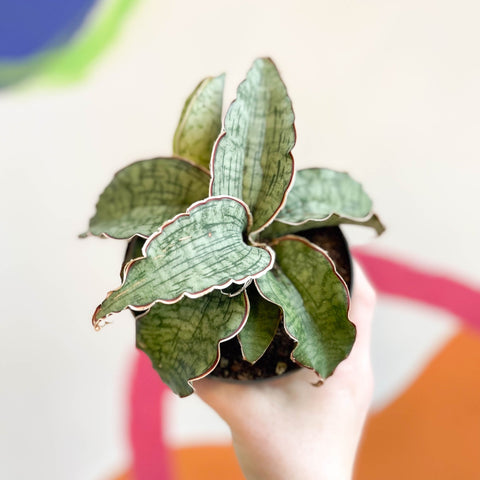 Sansevieria 'Green Star Granite' - Sprouts of Bristol