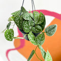 Satin Pothos - Scindapsus pictus 'Argyraeus' - Sprouts of Bristol