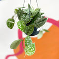 Satin Pothos - Scindapsus pictus 'Argyraeus' - Sprouts of Bristol